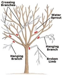 pruning_branchestoremove